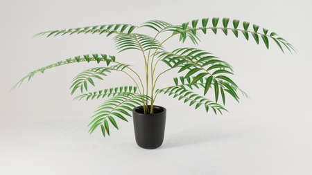 3D render of Isolated tree on white background.の写真素材