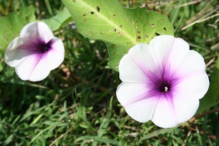 flowerの写真素材