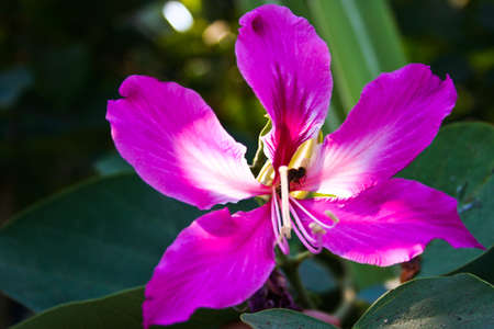 Thailand, flower, insect, light, macroの写真素材