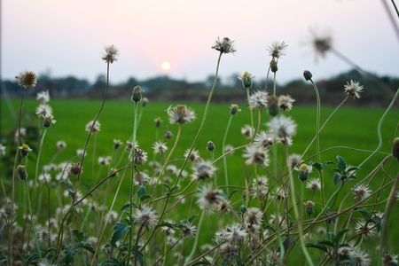 Landscape, Sunset, Thailand, flower, light, macro, plants, travel, trekking, trip, 