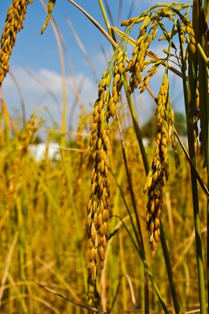 Dontan, Farmer, Thai rice, Thailandの写真素材