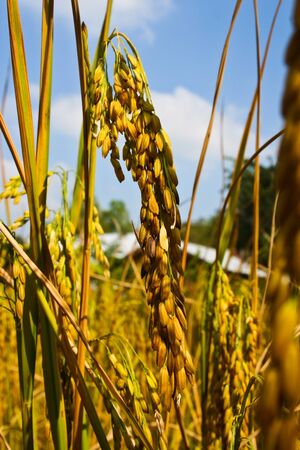 Dontan, Farmer, Thai rice, Thailandの写真素材