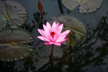 Dontan, Landscape, Nelumbo, Thailand, flower, macro, plantの写真素材
