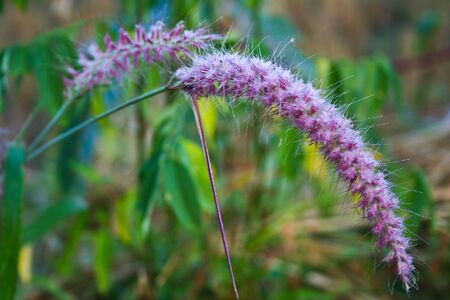 Dontan, Landscape, Thailand, flower, grasses, plantsの写真素材