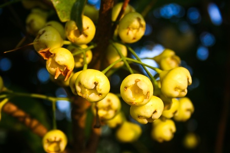 Thailand, genus Eugenia, macro, plants, rose appleの写真素材