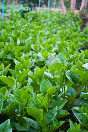 Landscape, Thailand, agricultural, plants, travel, trip, vegetable, の写真素材