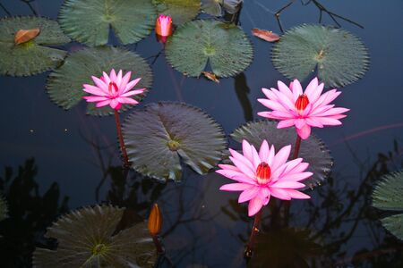  Landscape, Nelumbo, Thailand, flower, macro, plants, trekking, trip, の写真素材