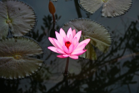  Landscape, Nelumbo, Thailand, flower, macro, plants, trekking, trip, の写真素材