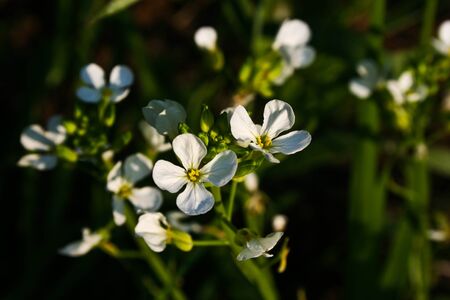 White flowersの写真素材