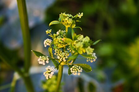 Flower budsの写真素材