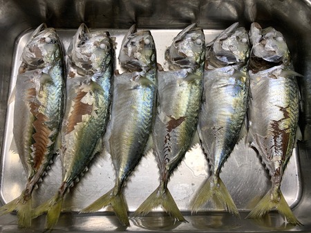 Steamed mackerel or tuna placed pattern on stainless tray in kitchenの写真素材