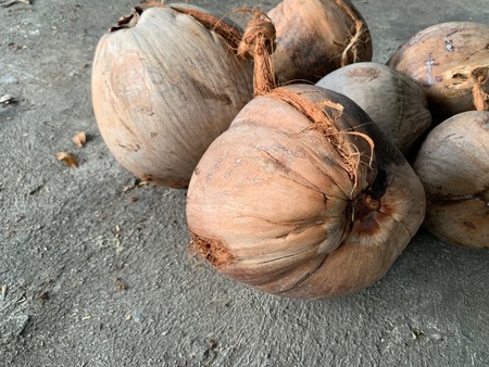 Dry coconut brown Coconut for squeezing coconut milk on gray cement floor