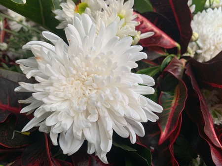 The closed up of White flowers on a background of red green leaves