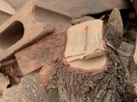 Stubby stumps, deforestation, timber processing, wood texture