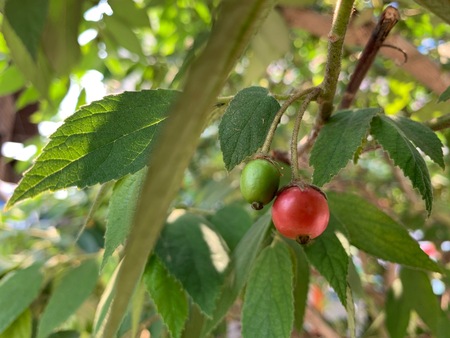 The focus of red fruit of Calabura on the tree, Jam tree, Jamaican cherry, Malayan Cherry, West...
