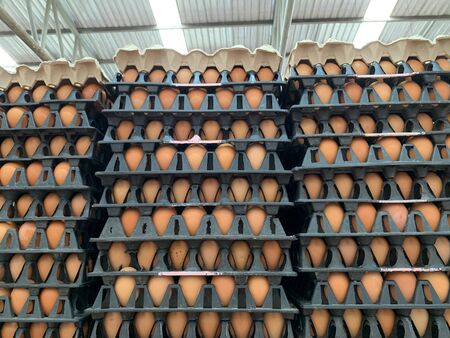 Organic Fresh chicken eggs placed in a panel
