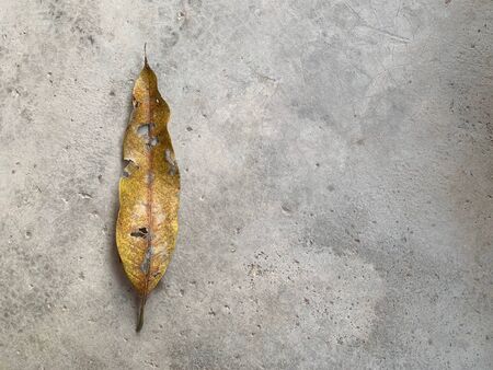 The yellow leaves with cracks on the cement floor are like degenerative diseasesの写真素材