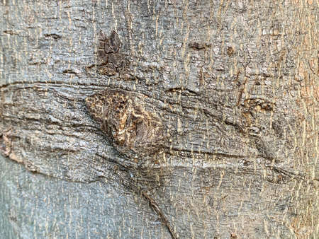 wart or gnarl tree as abstract background
