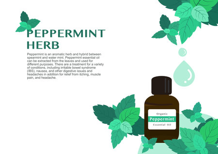 peppermint herb for essential oil extraction in medical treatment vector ep02のイラスト素材