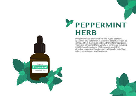 peppermint herb for essential oil extraction in medical treatment vectorのイラスト素材