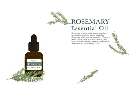rosemary herb for essential oil extraction in medical treatment vectorのイラスト素材