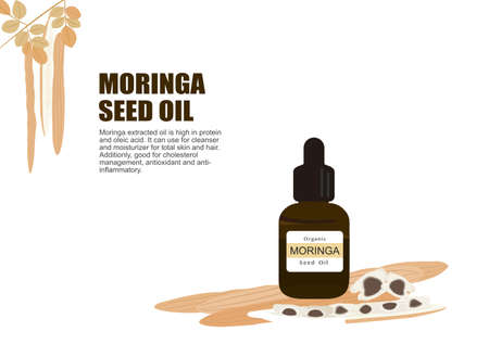 Moringa herb for essential oil extraction in medical treatment vectorのイラスト素材