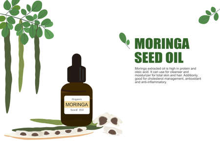 moringa herb for essential oil extraction in medical treatment vector ep04のイラスト素材