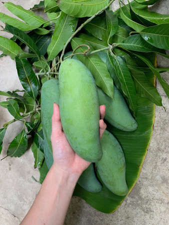 Hand pick fresh mango fruitの写真素材