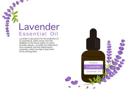 lavender herb vector isolated on white background ep02のイラスト素材