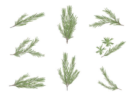 rosemary herb object for medical treatment vector isolated on white backgroundのイラスト素材