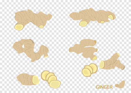 ginger herb object for medical treatment vector isolated on transparency background ep06のイラスト素材