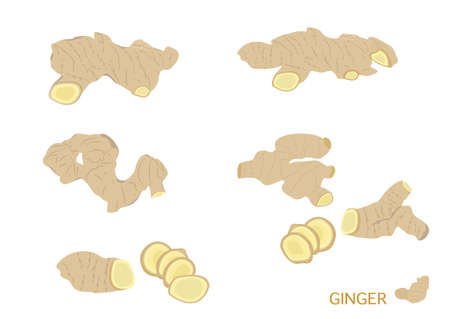 ginger herb for extracted oil in medical treatment vector isolated backgroundのイラスト素材