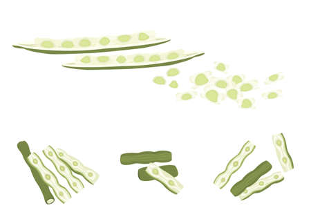 set of moringa or drumstick herb painting isolated on plane backgroundのイラスト素材