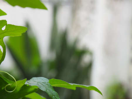 set of plant and fruit flower on blur background by natural design