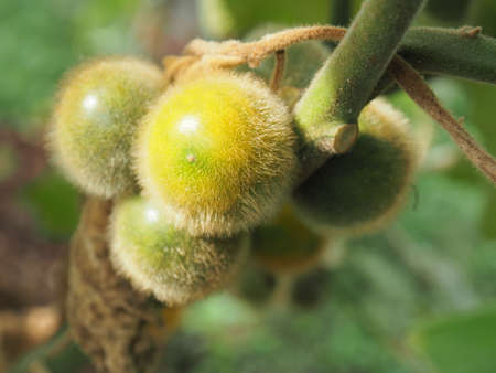 set of nature living in farmの写真素材