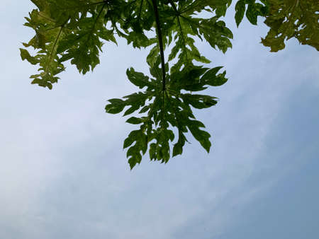 set of natural cloud view backgroundの写真素材