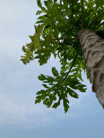 low angle view of papaya treeの写真素材
