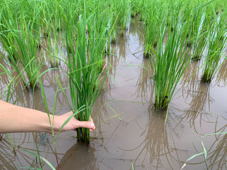 set of rice field and organic farm on natural sky view backgroundの写真素材