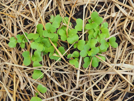 set of green vegetable sprout in organic farm