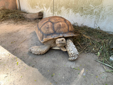 African spurred tortoise (Geochelone sulcata)