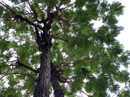 big tree with blue sky background, nature green wood sunlight backgrounds.