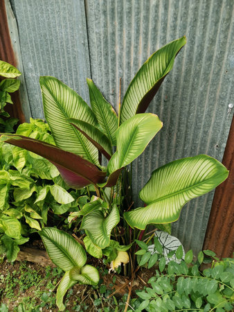 Calathea arborescens variegata plant in gardenの写真素材
