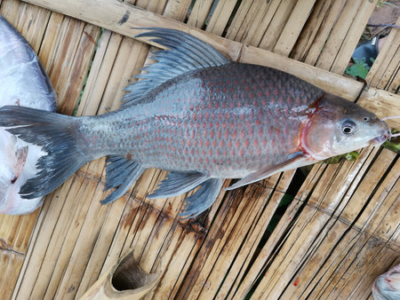 Fresh fish on a bamboo tray. Close-up, top view.