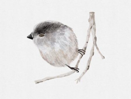 Watercolor illustration of a cute little titmouse on a branch.の写真素材