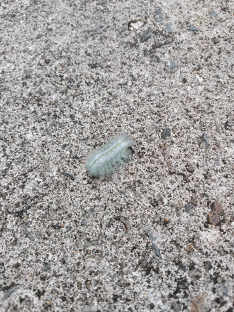 Caterpillar on cement floor, closeup of caterpillar.