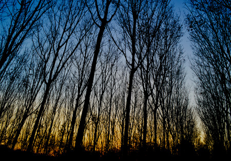 evening at para rubber gardenの写真素材
