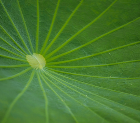 leaf of green lotusの写真素材