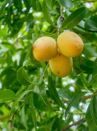 ripe marian on the tree from southern thailandの写真素材