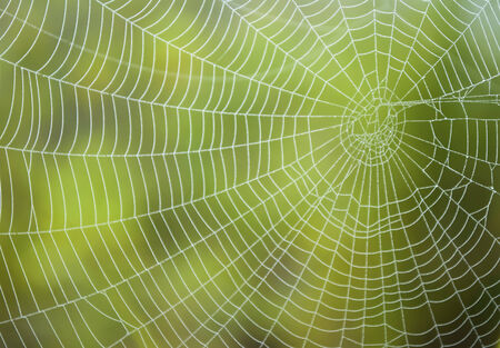 spiderweb in the morning