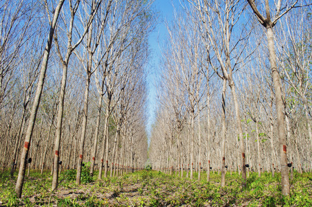 rubber tree gardenの写真素材